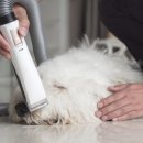 Idogcare 네이버블로그