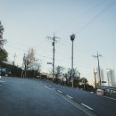 무심천 벚나무길 이미지