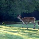 사슴은 꽃이었다 이미지