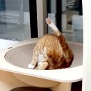 그루밍쇼 이미지