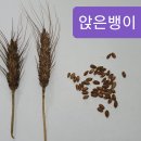 토종 앉은뱅이 밀 씨앗나눔. 이미지