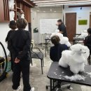 사람과 애견미용 | 애견미용자격증 학원 선택 기준 직접 다녀본 비용 기간 합격 후기