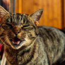 시흥24시센트럴동물의료센터 이미지