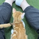 반려마루 화성 이미지