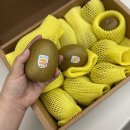점보사 | 키위에 망 포장을??🥝골드키위 후기👍🏻 (어버이날전 수령은 오늘마감)