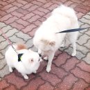 산책하는 강아지 이미지