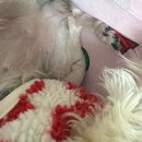 풍동라파엘 동물병원 | 강아지 슬개골 수술 후기