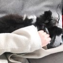 굿데이 동물병원 이미지