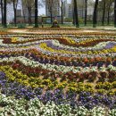 천과나무 이미지