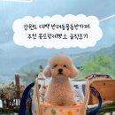 강원도 태백 반려동물동반카페 추천 몽토랑제빵소 솔직후기