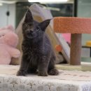 라온캣 부산화명점 이미지