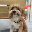 새하얗개 이미지