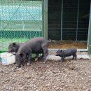 토종흑염소농장 이미지