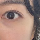 말티 | 플라리아 노글루 속눈썹 말티데이 말티찰랑 솔직 착용 후기