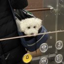 파브 퍼피 이미지