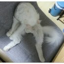 실이 그루밍 이미지