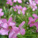 들꽃이 있는집 이미지