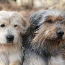 경산의 삽살개육종연구소 이미지