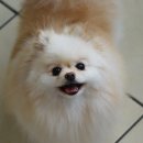 화이트 페어리 이미지