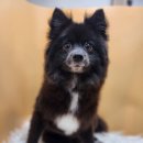 콜라네 펫살롱 이미지