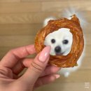 강아지 터키츄 추천｜펫루트 우리아이 수제간식 칠면조 힘줄 링타입 후기