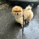 독 블레스 유 이미지