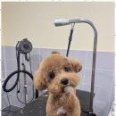 포블포블 이미지