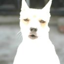신랩 이미지