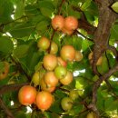 안진초등학교 이미지