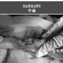 진리 동물병원 이미지