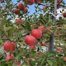 함박골농장 이미지