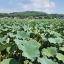 유등연지입구 이미지