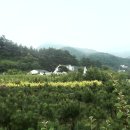 수목농장 이미지