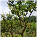 나로도형제섬민박 이미지