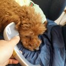 스타엘 이미지