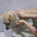 세우티 | 코코몰리 저자극 강아지 샴푸, 예민한 피부 강아지 목욕 후기