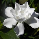 허브와야채 이미지