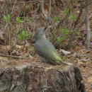 딱따구리 이미지