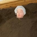 더쉼효소 이미지