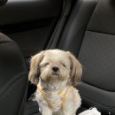 굿모닝24시동물병원 이미지