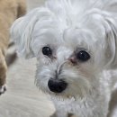 까까요 dog 이미지