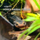 애니멀타임 | 수원놀거리 KAF 코리아애니멀포럼 역대급 사은품 사전등록 꿀팁