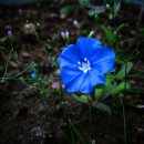 블루(Blue) 이미지