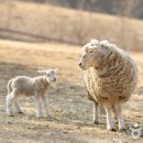 초원목장 이미지