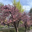 기회유원지 | 대구 겹벚꽃 명소 화원유원지 | 실시간, 포토존, 튤립, 수선화