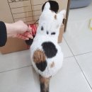 수다펫 이미지
