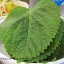 쭈꾸미신화 이미지