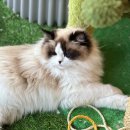 꾹꾹이 하는 고양이(kneading cats) | 귀여운 고양이 애교, 꾹꾹이 이유 알아봐요.