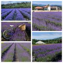 여행사연합 강원도 고성 보랏빛 라벤더 꽃밭 / 설악산 케이블카 정선 레일바이크 / 평창 육백마지기 6월 13일(금) ~ 6월 14일(토 이미지