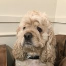 위례나무동물병원 이미지